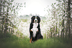 female Bernese Mountain Dog