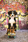 Bernese Mountain Dog Puppy