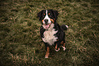 male Bernese Mountain Dog