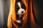 Bernese Mountain Dog Puppy