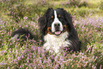 Bernese Mountain Dog