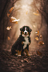 Bernese Mountain Dog Puppy