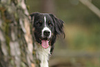 Bernese Mountain Dog