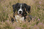 Bernese Mountain Dog