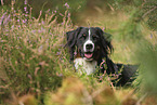 Bernese Mountain Dog