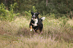 Bernese Mountain Dog