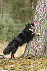 Bernese Mountain Dog