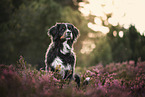 Bernese Mountain Dog