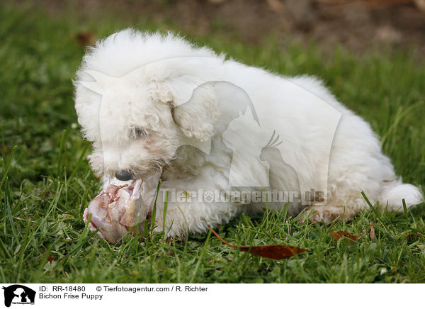 Bichon Frise Welpe / Bichon Frise Puppy / RR-18480