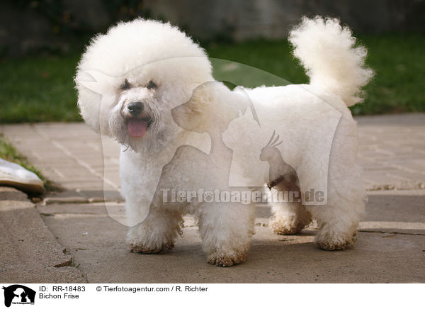 Bichon Frise / Bichon Frise / RR-18483