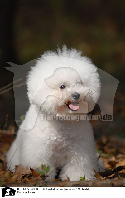 Bichon Frise / Bichon Frise / MR-02809