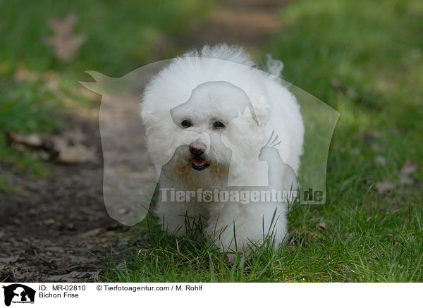 Bichon Frise / Bichon Frise / MR-02810