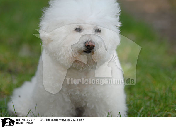 Bichon Frise / Bichon Frise / MR-02811