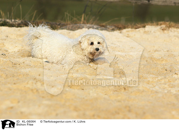 Bichon Frise / Bichon Frise / KL-06064