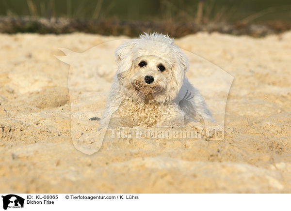 Bichon Frise / Bichon Frise / KL-06065