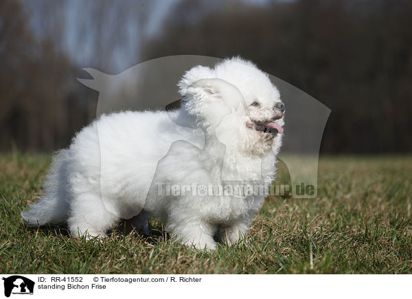 stehender Bichon Frise / standing Bichon Frise / RR-41552