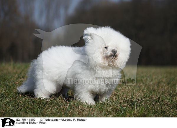 stehender Bichon Frise / standing Bichon Frise / RR-41553