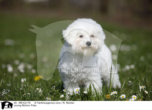 junger Bichon Frise / young Bichon Frise / RR-42175