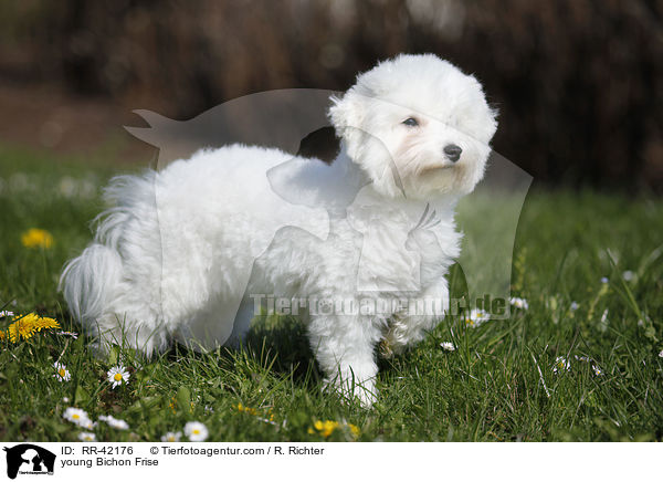 junger Bichon Frise / young Bichon Frise / RR-42176