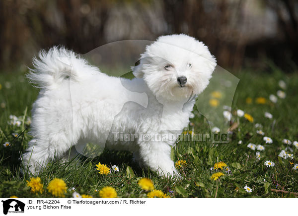 junger Bichon Frise / young Bichon Frise / RR-42204