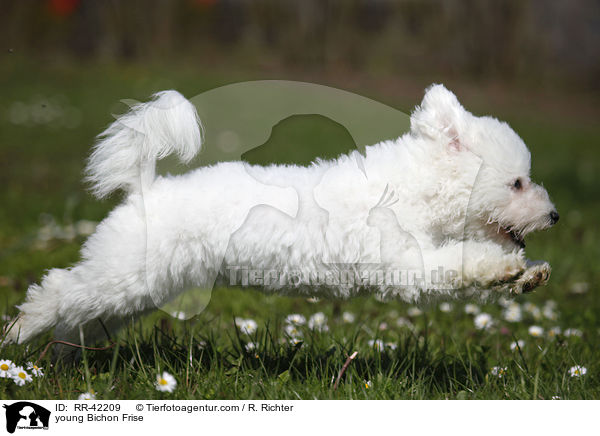 junger Bichon Frise / young Bichon Frise / RR-42209