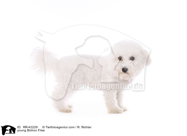 junger Bichon Frise / young Bichon Frise / RR-42229