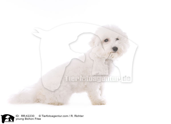 junger Bichon Frise / young Bichon Frise / RR-42230