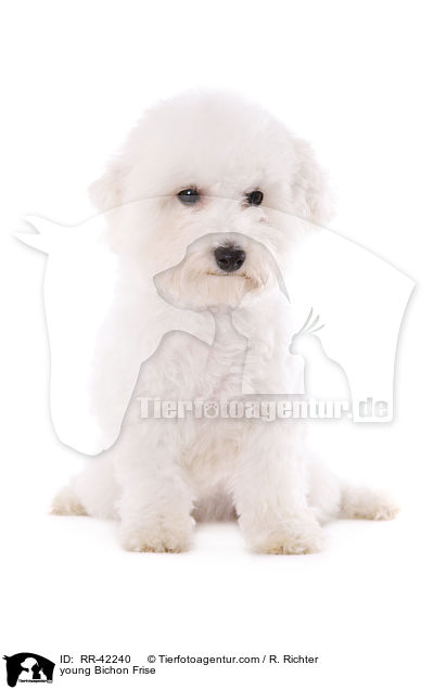 junger Bichon Frise / young Bichon Frise / RR-42240