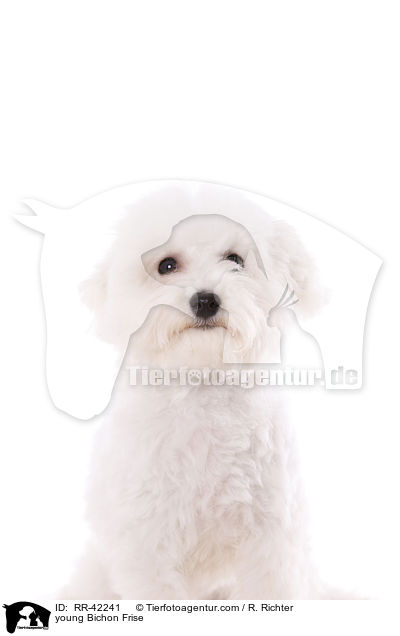 junger Bichon Frise / young Bichon Frise / RR-42241