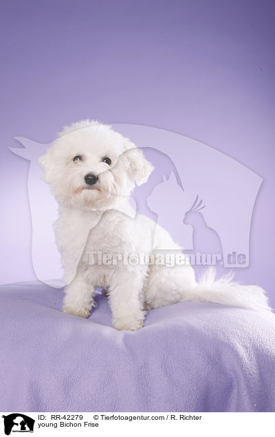 junger Bichon Frise / young Bichon Frise / RR-42279