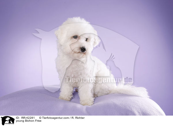 junger Bichon Frise / young Bichon Frise / RR-42281