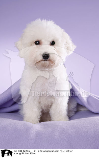 junger Bichon Frise / young Bichon Frise / RR-42285