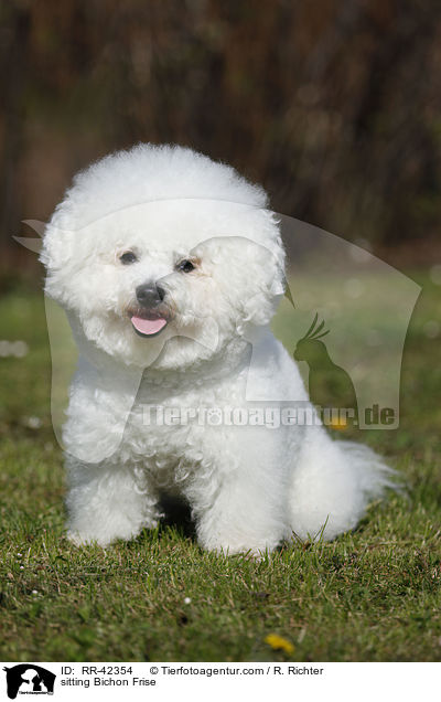 sitzender Bichon Frise / sitting Bichon Frise / RR-42354