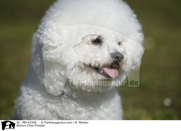 Bichon Frise Portrait / RR-42358