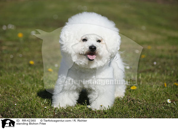 stehender Bichon Frise / standing Bichon Frise / RR-42360