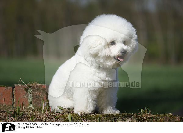 sitzender Bichon Frise / sitting Bichon Frise / RR-42363