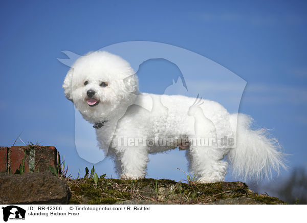 stehender Bichon Frise / standing Bichon Frise / RR-42366