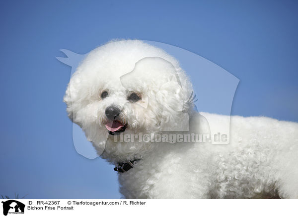 Bichon Frise Portrait / Bichon Frise Portrait / RR-42367