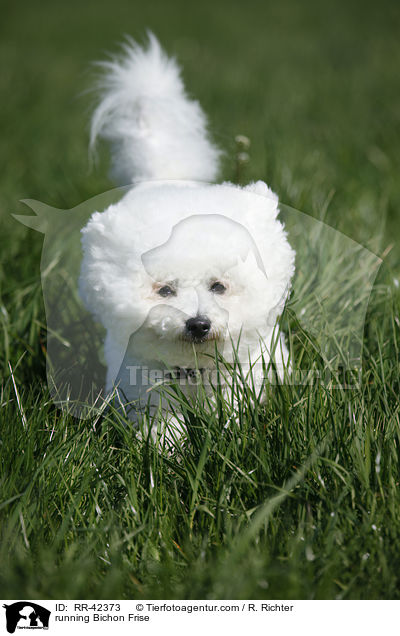 rennender Bichon Frise / running Bichon Frise / RR-42373