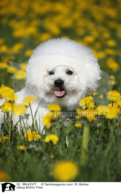 sitzender Bichon Frise / sitting Bichon Frise / RR-42377