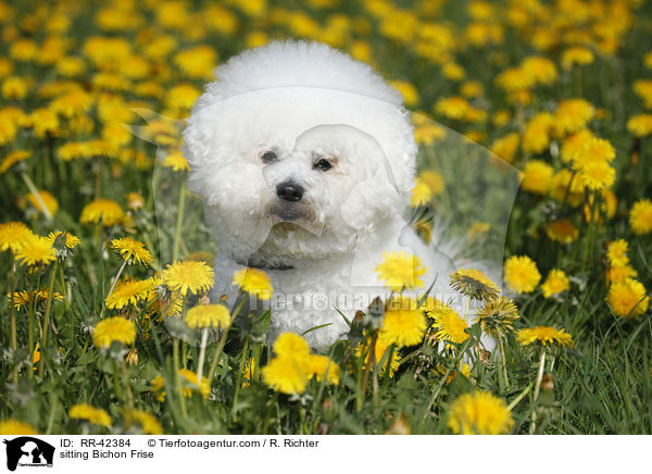 sitzender Bichon Frise / sitting Bichon Frise / RR-42384