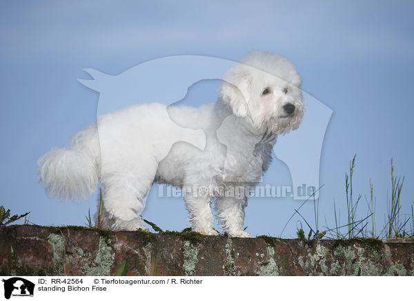 stehender Bichon Frise / standing Bichon Frise / RR-42564