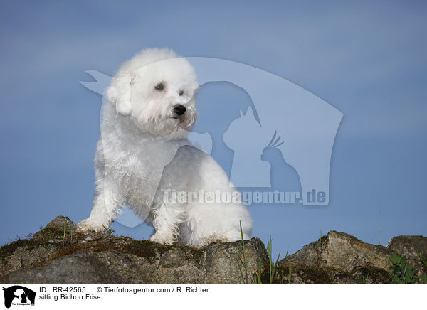 sitzender Bichon Frise / sitting Bichon Frise / RR-42565