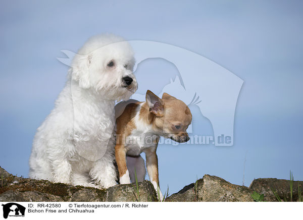 Bichon Frise und Chihuahua / Bichon Frise and Chihuahua / RR-42580