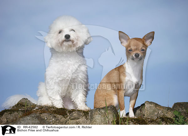 Bichon Frise und Chihuahua / Bichon Frise and Chihuahua / RR-42582