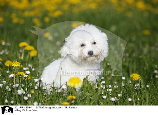 sitzender Bichon Frise / sitting Bichon Frise / RR-42584