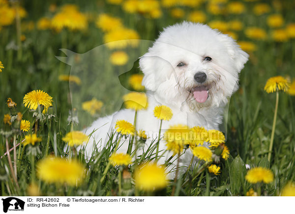 sitzender Bichon Frise / sitting Bichon Frise / RR-42602