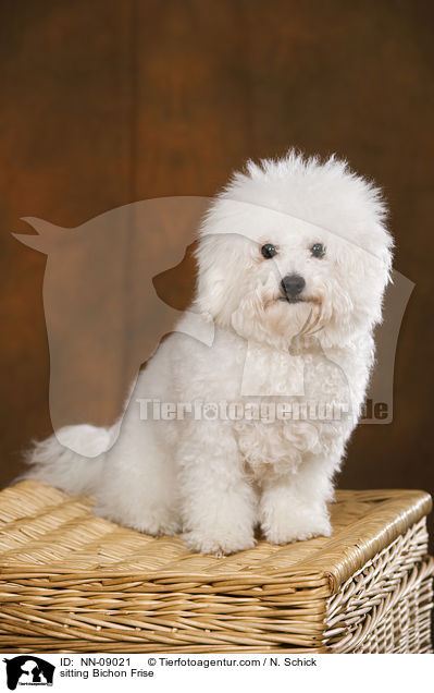 sitzender Bichon Frise / sitting Bichon Frise / NN-09021