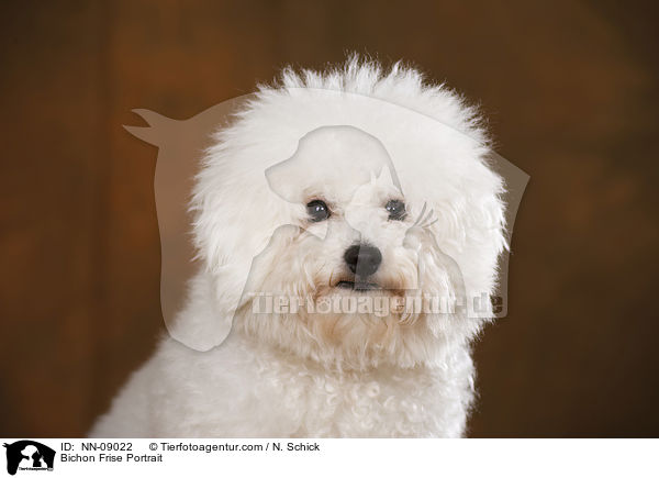 Bichon Frise Portrait / Bichon Frise Portrait / NN-09022