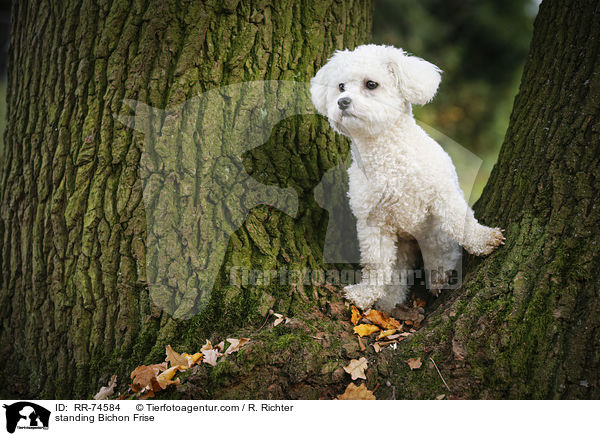 stehender Bichon Frise / standing Bichon Frise / RR-74584